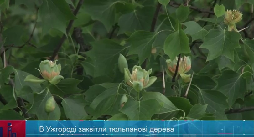 В Ужгороді – пік цвітіння тюльпанового дерева (ВІДЕО)