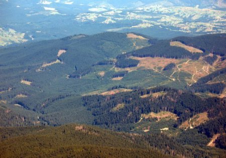 На Закарпатті лісовим угіддям Хустщини завдано збитків майже на 90 тис грн