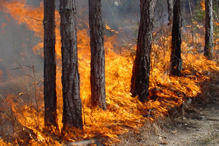 У лісах Закарпаття введено особливий протипожежний режим