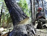 Лісомисливське господарство на Закарпатті нашкодило на 100 тис грн