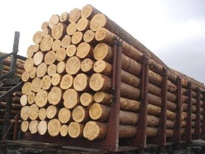 На Закарпатті накопичилося 166 вагонів з деревиною на експорт – ОДА