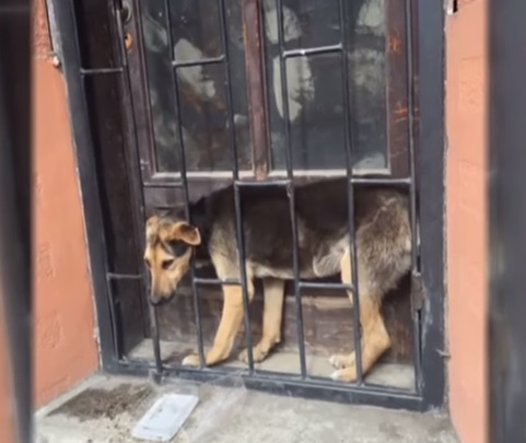 У Берегові врятували собаку, затиснутого ґратами при дверях (ФОТО, ВІДЕО)