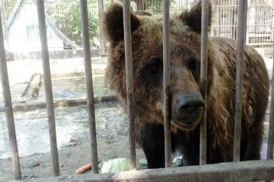 Найстарішого з херсонських ведмедів хочуть відправити на реабілітацію в "Синевир"