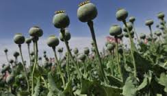 На Свалявщині жінка виростила міні-плантацію із 228 рослин маку