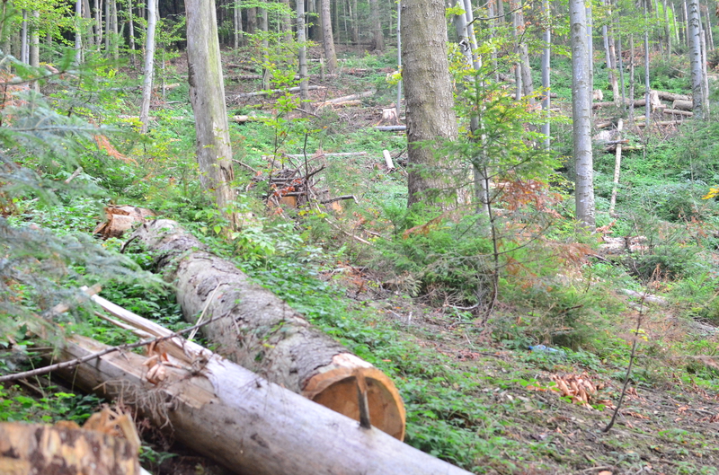 На Великоберезнянщині біля місця незаконної рубки лісу виявили поламаний ГАЗ-66
