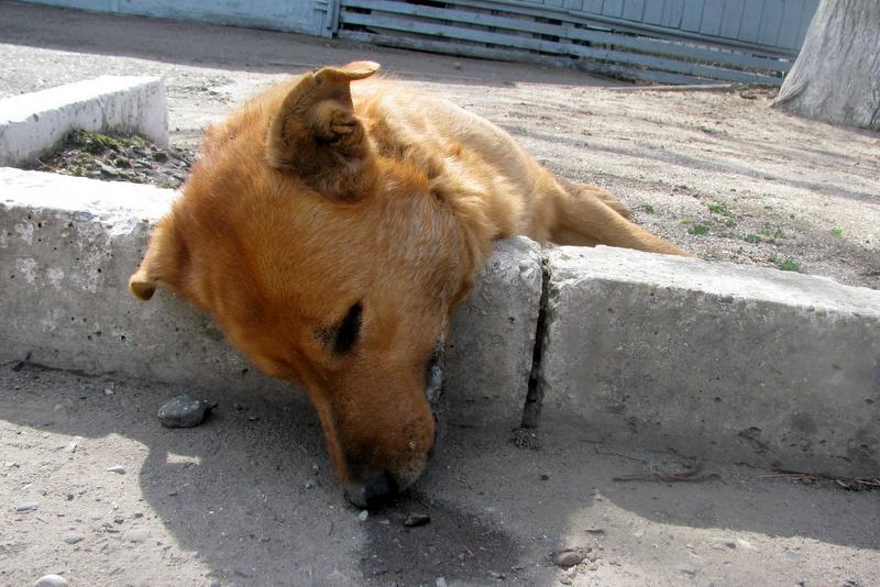 В Ужгороді протягом двох днів отруїли п'ятьох собак – "Барбос"