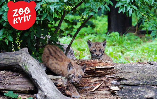 У київському зоопарку народилися кошенята рідкісної карпатської рисі (ФОТО)