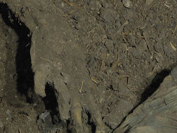 У Руській Кучаві на Мукачівщині чоловік вбив двох співмешканок, одну з яких закопав у хліві (ОФІЦІЙНО)