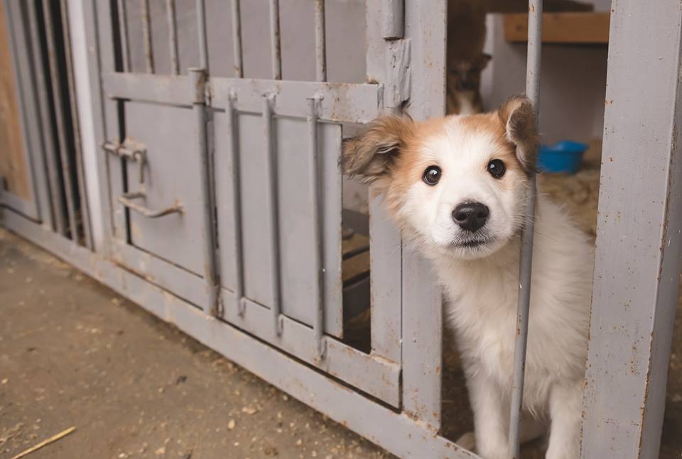 В Ужгороді "Барбос" влаштовує доброчинну "барахолку" на підтримку притулку для бездомних тварин