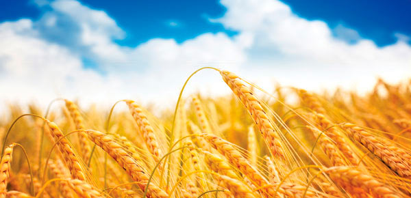 На Закарпатті намолочено понад 116 тис тонн зернових 