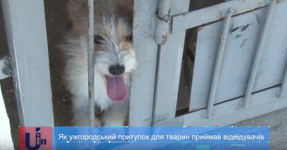 Притулок для тварин-безхатьок в Ужгороді вдруге розчинив двері перед відвідувачами (ВІДЕО)