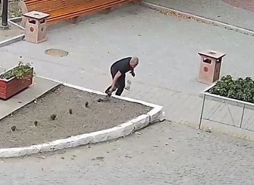 У Берегові за допомоги камер відеонагляду встановили крадія туй біля пам'ятника Шевченку (ФОТО)