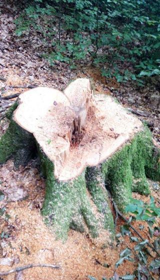 Незаконна порубка буку в заборонений період на Іршавщині обернулася для посадовців лісгоспу "криміналом" (ФОТО)