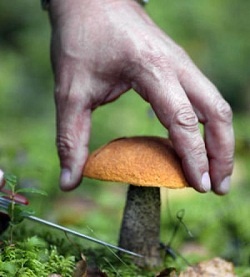 Літня закарпатка, що загубилася "на грибах" на Міжгірщині, знайшлася у сусідній області