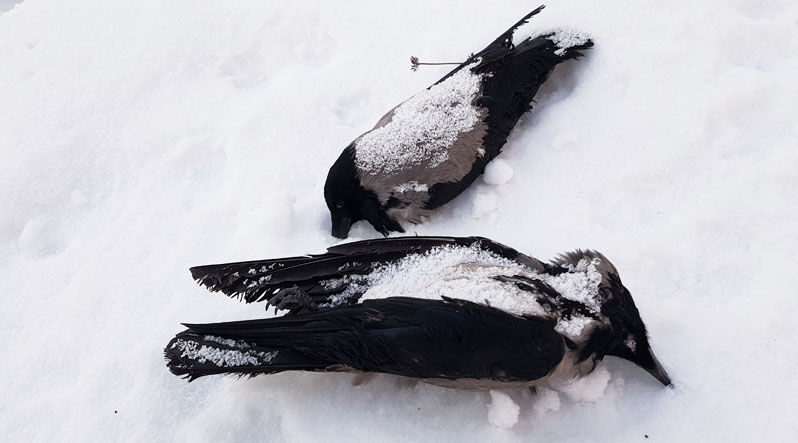 ФОТОФАКТ. В Ужгороді через морози, сніг і відсутність корму гинуть птахи