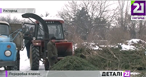Новорічні ялинки городян навесні як добриво підживлюватимуть дерева в Ужгороді (ВІДЕО)