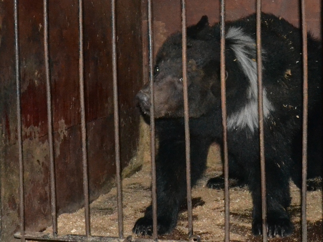 У Реабілітаційному центрі бурих ведмедів на Закарпатті з'явився ще один Потап – із Харкова (ФОТО)