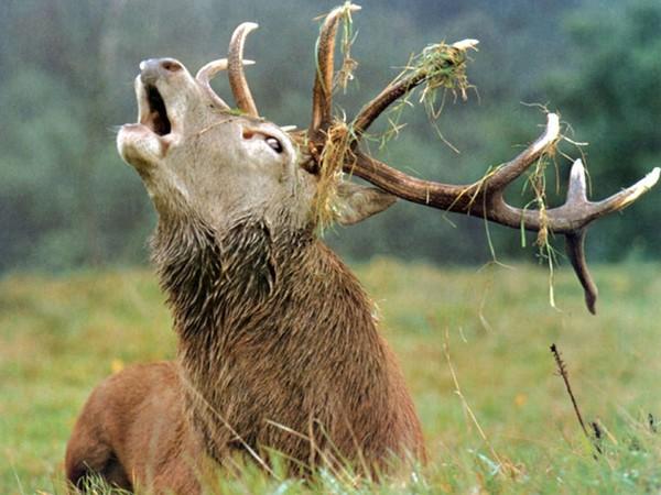 На час реву благородних оленів у мисливських угіддях Закарпаття заборонено полювання (ВІДЕО)