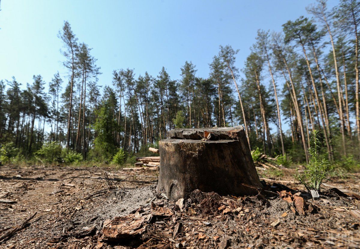 Довжанський лісгосп на Закарпатті завдав збитків лісу на понад 140 тис грн