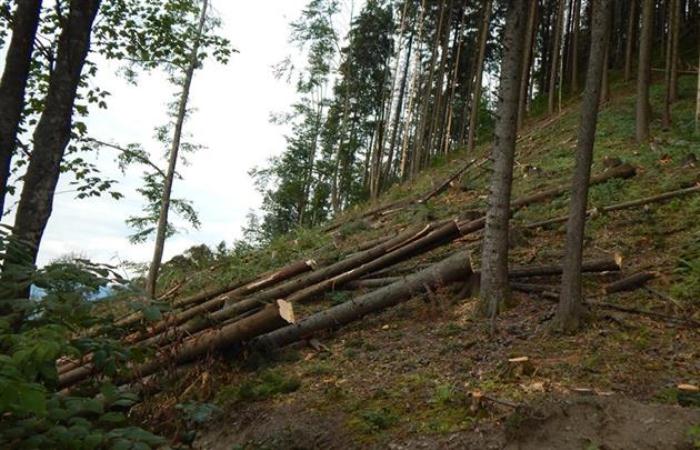 Прокуратура називає порубку в лісі на Шахті в Ужгороді незаконною, розпочато кримінальне провадження