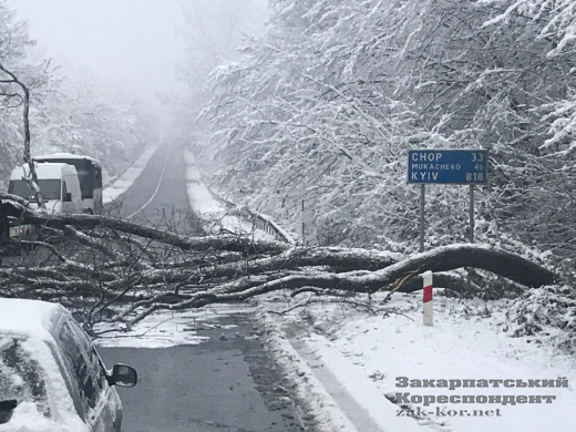 ФОТОФАКТ. На об'їзній біля Ужгорода через снігопад впало дерево, перепинивши рух автотранспорту