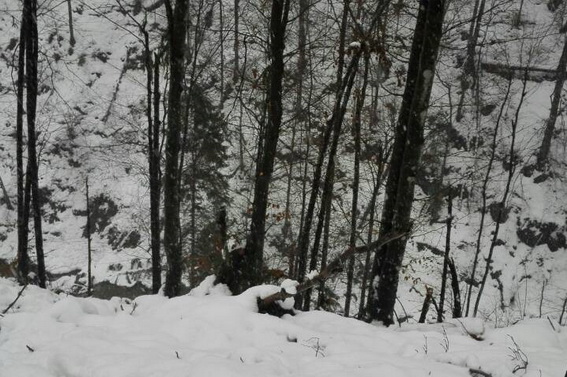 Біля Руської Мокрої, "заготовляючи дрова", смертельно травмувався житель Усть-Чорної (ФОТО)
