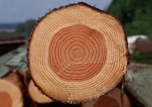 Закарпатські депутати просять уряд не скасовувати мораторій на експорт лісу-кругляка