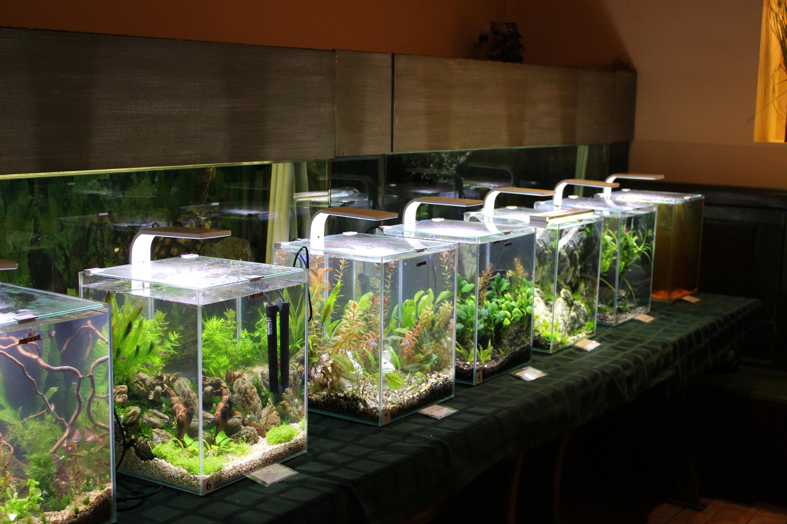 В Ужгороді за підсумком конкурсу визначили кращих в мистецтві оформлення мініатюрних акваріумів (ФОТО)