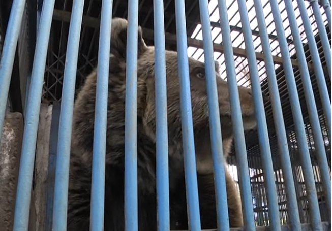 Ведмедиця Ляля їде з розформованого в Дніпрі зоопарку в реабілітаційний центр "Синевир" на Закарпатті (ВІДЕО)