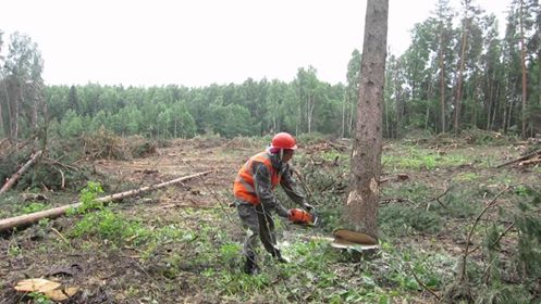На території Ужгородського лісгоспу під час незаконної рубки дерево вбило чоловіка