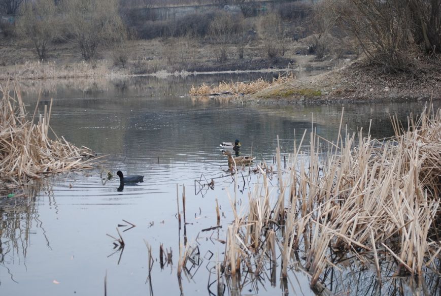 ФОТОФАКТ. На озері "Кірпічка" в центрі Ужгорода оселилися лебеді, крижні, лиски та фазани