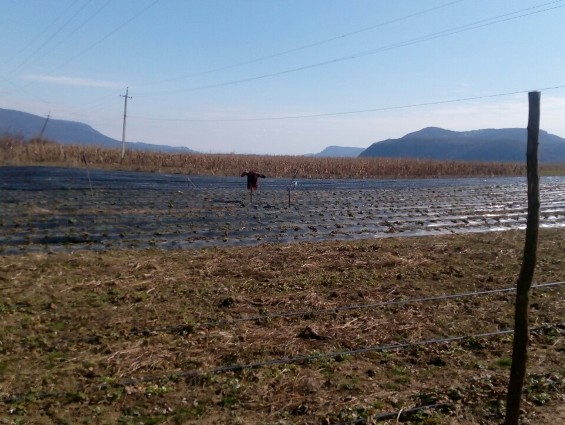 На Виноградівщині затримали неповнолітніх рибалок, що поцупили з городу 20 саджанців малини (ФОТО)