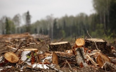 Тячівський лісгосп відшкодовуватиме 39 тис грн збитків, завданих лісовим ресурсам 