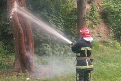 В Ужгороді діти, бавлячись, підпалили дерево