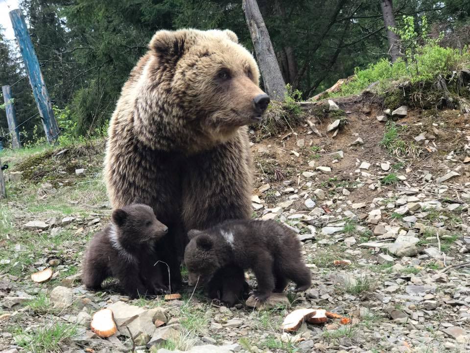 У Реабілітаційному центрі бурих ведмедів на Закарпатті народилися перші ведежата (ФОТО, ВІДЕО)