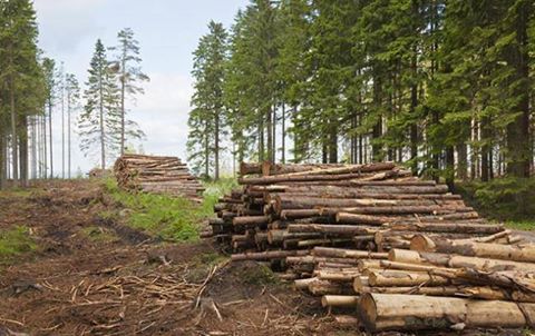Посадовці селищної ради на Тячівщині з метою наживи організували незаконну вирубку понад півсотні дерев різних видів