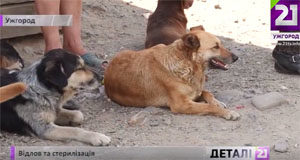 В Ужгороді волонтери за тиждень вже стерилізували понад сотню собак (ВІДЕО)