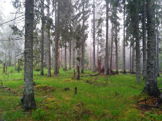 Чому горять вікові смереки в НПП "Синевир", або як зберегти заповідний ліс (ФОТО)