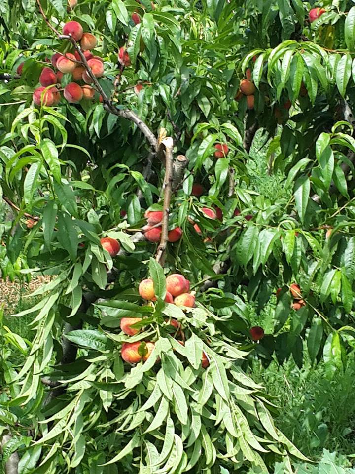 Шквальний вітер поламав персики і абрикоси на Чорній горі на Виноградівщині (ФОТО)