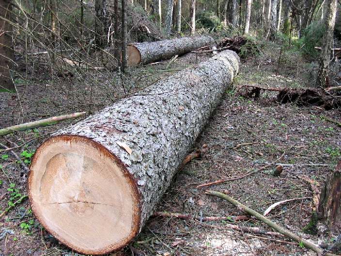 46 посадовців Брустурянського лісгоспу на Закарпатті покарали на понад 5, 5 тис грн за незаконні рубки та пошкодження дерев