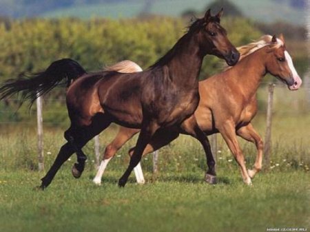 ІI-ий Куруцький день коней відбудеться 15 липня на Закарпатті