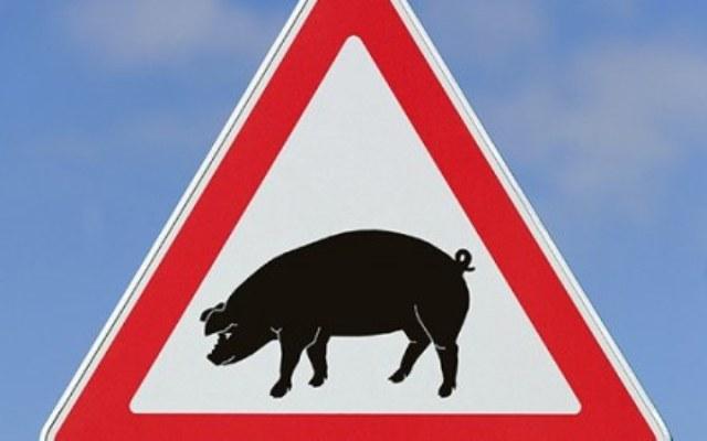 На Закарпатті у двох районах зафіксували одразу два випадки африканської чуми свиней у дикій фауні