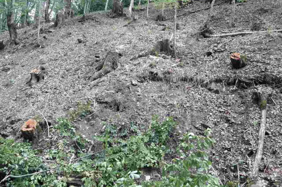 У Стужиці на Великоберезнянщині незаконно вирубали майже сотню дерев (ФОТО)