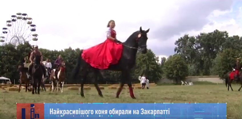 7 закарпатських конюшень представили своїх "вихованців" на Дні коней на Виноградівщині (ВІДЕО)