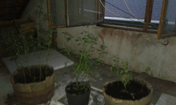 У Мукачеві в будинку та дворі городянина виявили кущі конопель та марихуану