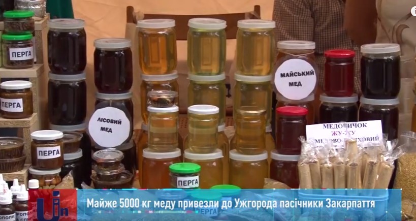 Майже 5 тисяч кг меду привезли цьогоріч до Ужгорода пасічники Закарпаття на медовий фест (ВІДЕО)