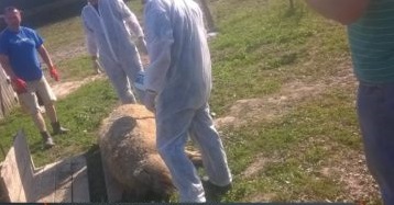 Півсотні свійських свиней знищили через АЧС у Павшині на Мукачівщині 