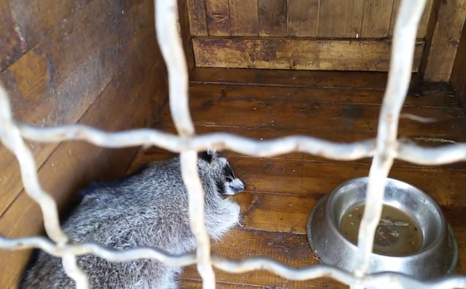 Відвідувачі оздоровчого комплексу на Берегівщині обурилися умовами утримання там єнотів (ВІДЕО)