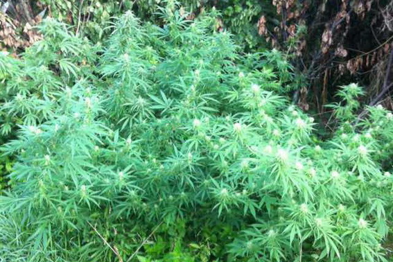 У підвалі будинку мукачівця виявили марихуану, насіння і рослини конопель (ФОТО)