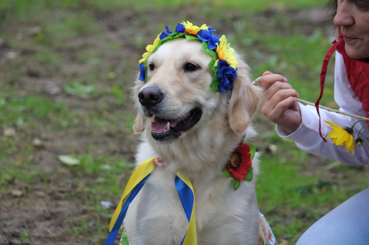 В Ужгороді відбулася міська виставка собак усіх порід "Зірка Закарпаття" (ФОТО)